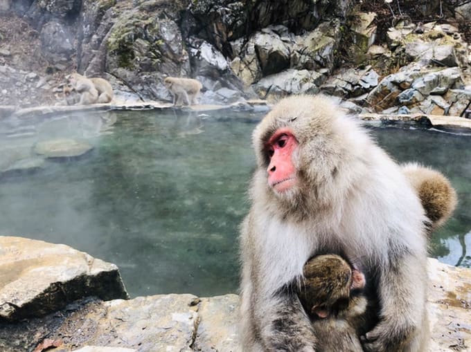 ลิงหิมะ เดินทางจากโตเกียว