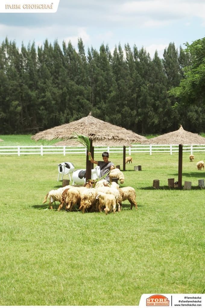 Farm Chokchai 來源：粉絲專頁