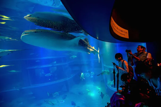 cá nhám voi tại osaka aquarium