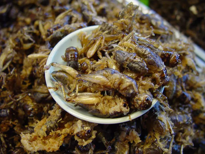 du lịch tự túc chiang mai: món ăn từ côn trùng