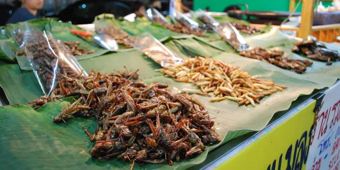 du lịch tự túc chiang mai: các món ăn côn trùng