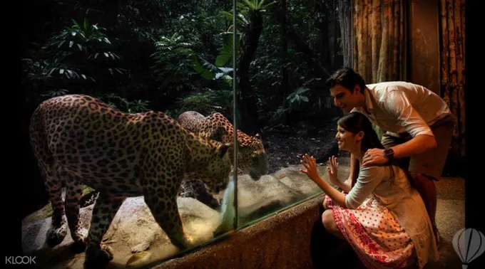 thăm động vật ở vườn thú đêm là một trong những điểm đến ở singapore cho hội độc thân