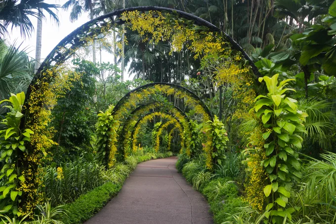 vườn bách thảo là một trong những điểm đến ở singapore cho hội độc thân
