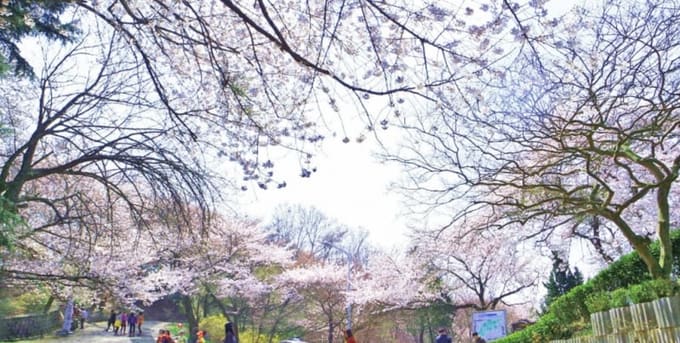 ngắm hoa anh đào tại hàn quốc ở lễ hội hoa anh đào sông seomjingang