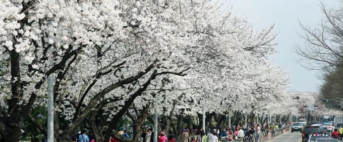 ngắm hoa anh đào tại hàn quốc ở đường Yeouiseo-ro