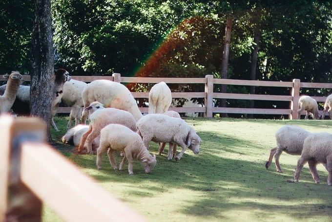 du lịch khao yai - cừu ở primo piazza