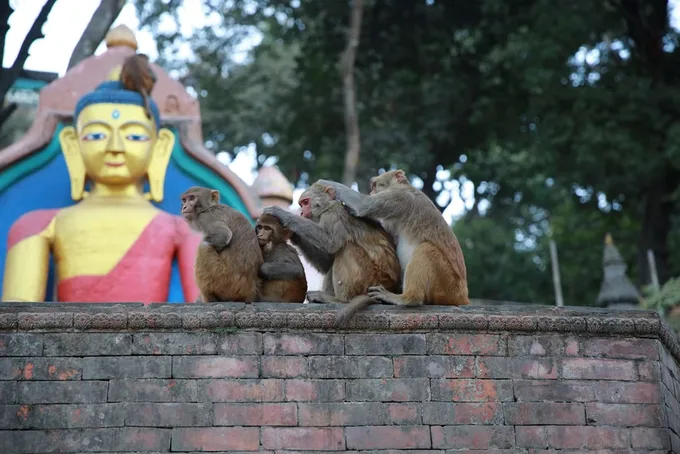 du lịch nepal: Monkey Temple