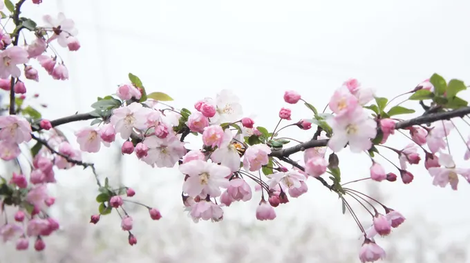 ngắm hoa anh đào tại kyoto