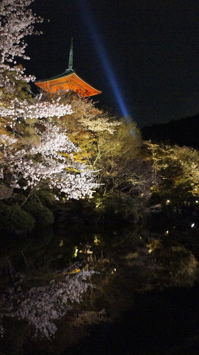 ngắm hoa anh đào tại chùa kiyumizu