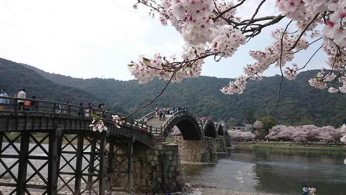 ngắm hoa anh đào tại cầu kintaikyo