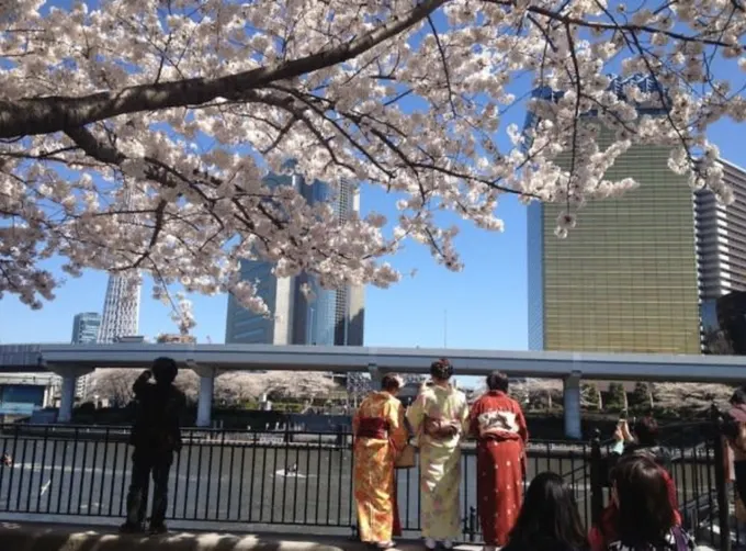 hoạt động săn hoa anh đào ở nhật bản: thuê kimono