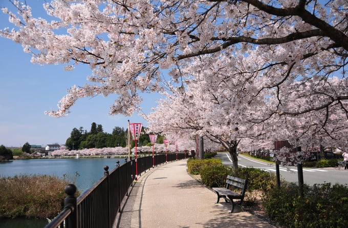 hoạt động săn hoa anh đào ở nhật bản: tour 4 điểm ngắm hoa anh đào ở tokyo