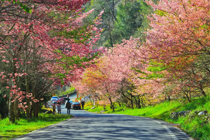 lễ hội hoa ở yangmingshan là một trong những lễ hội hoa ở đài loan