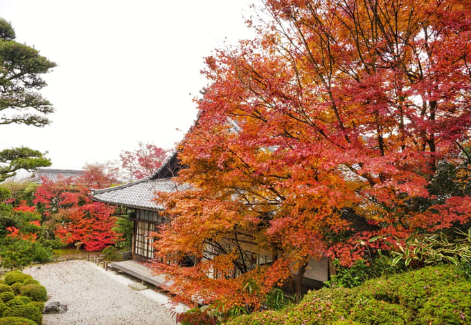 ngôi chùa là điểm đến chính trong lịch trình ngắm mùa thu ở kyoto