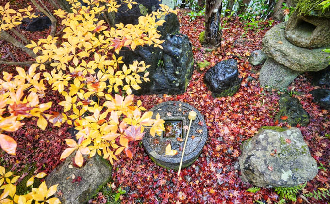 ngắm lá đỏ ở chùa trong lịch trình ngắm mùa thu ở kyoto