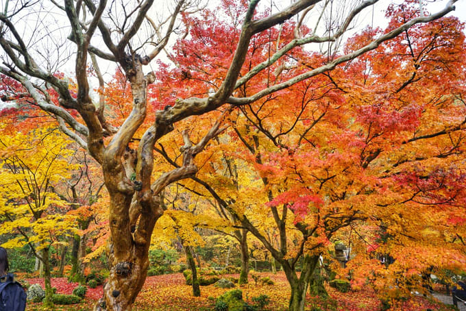 ngắm lá đỏ ở đền enkoji trong lịch trình ngắm mùa thu ở kyoto