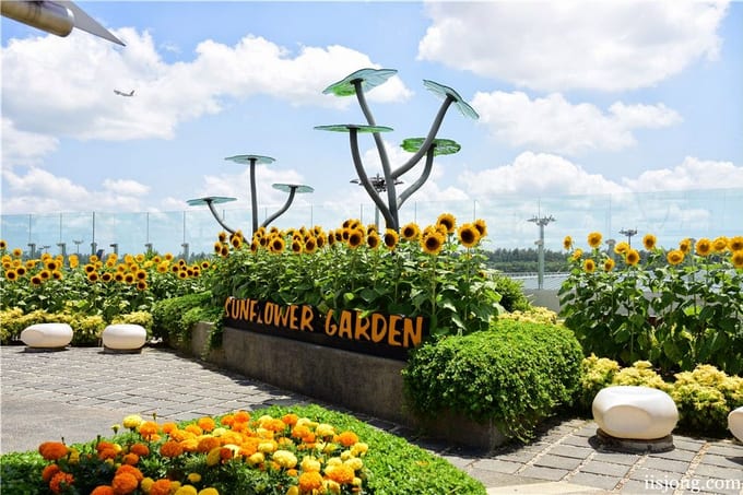 ghé sunflower garden ở sân bay changi trong lịch trình đi singapore cho nhóm bạn