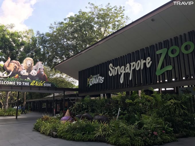 ghé singapore zoo trong lịch trình đi singapore dịp 30/4 cho nhóm bạn thân