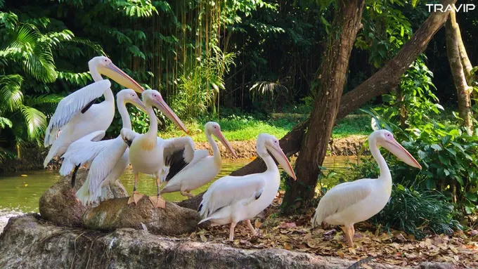 xem bồ nông tại singapore zoo trong lịch trình đi singapore dịp 30/4 cho nhóm bạn thân