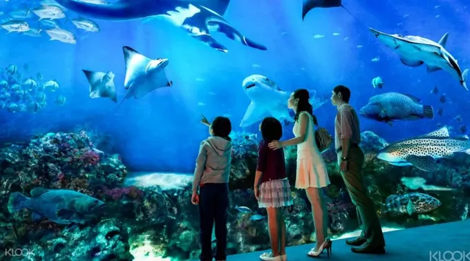 tham quan s.e.a aquarium trong lịch trình đi singapore cho gia đình