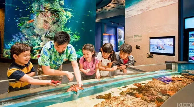 chạm vào sao biển trong s.e.a aquarium trong lịch trình đi singapore cho gia đình