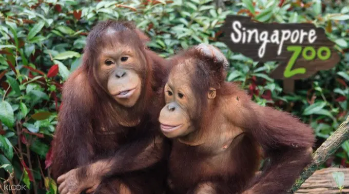 xem đười ươi ở sở thú singapore trong lịch trình đi singapore cho gia đình