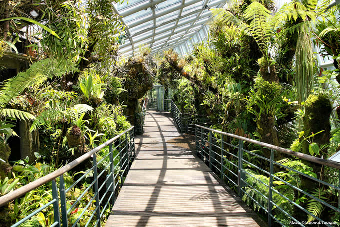 cảnh bên trong botanic gardens trong lịch trình đi singapore cho nhóm bạn