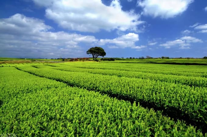 địa điểm tham quan ở đảo jeju: cánh đồng trà xanh o'sulloc
