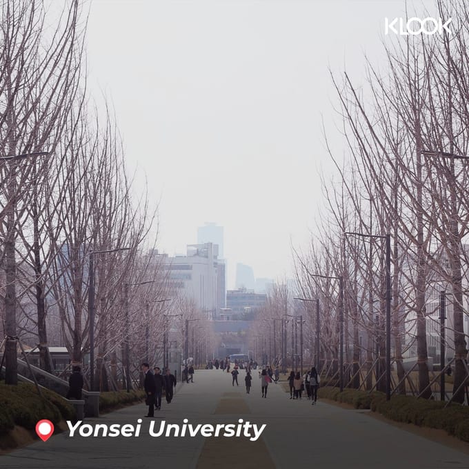 hàng cây tại yonsei university