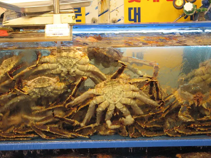 king crab ở chợ hải sản noryangjin