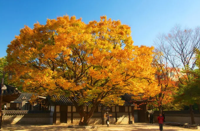 cây lá vàng tại dinh thự hoàng gia unhyeongung