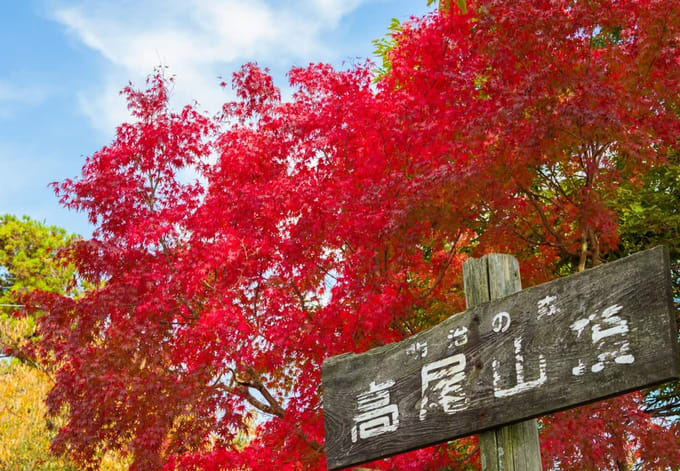 lá phong tại núi takao