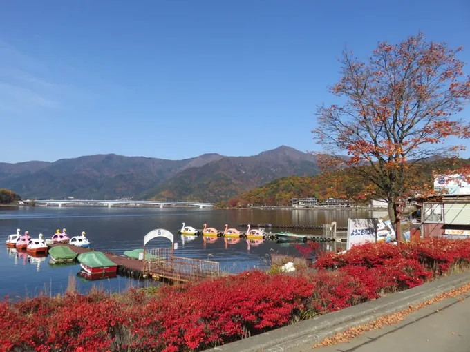 lá thu đỏ cạnh hồ kawaguchi