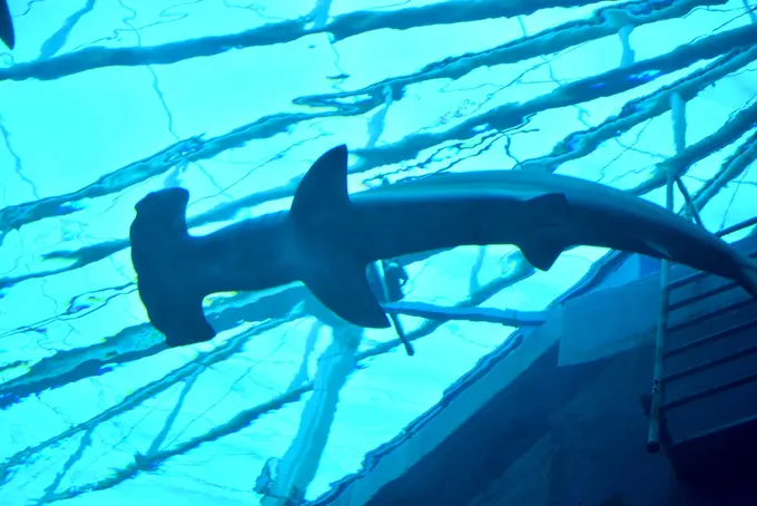 cá mập đầu búa tại sea aquarium