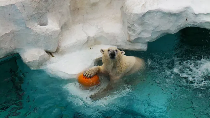 gấu bắc cực ở sở thú ueno