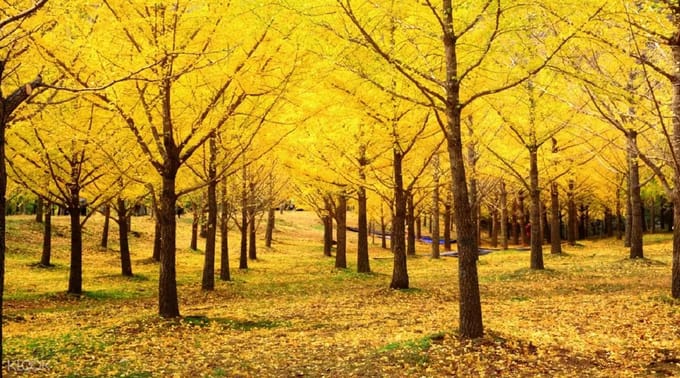 hàng cây lá vàng tại núi Seoraksan 