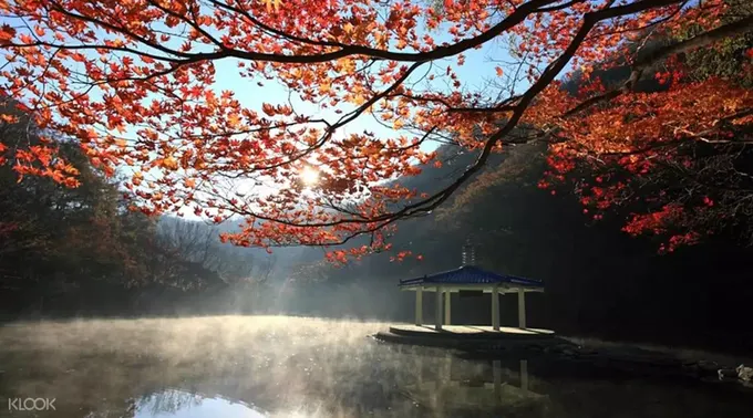 cây lá đỏ trên mặt hồ tại dãy núi Naejangsan 
