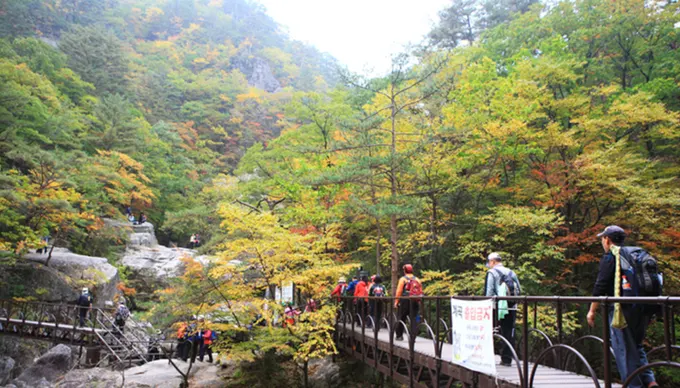 rừng lá thu tại núi Odaesan 