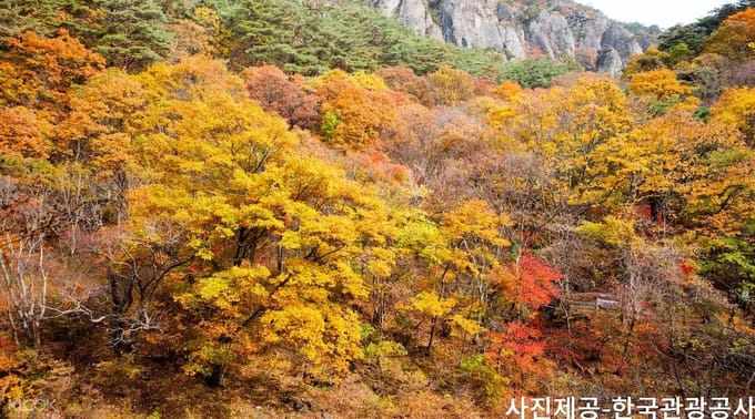 rừng lá đỏ tại núi Juwangsan 