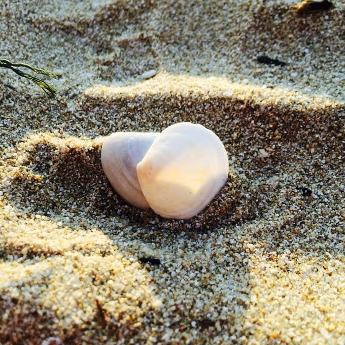 vỏ sò trên bãi cát