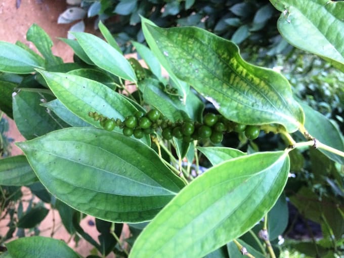 hái tiêu tại phú quốc