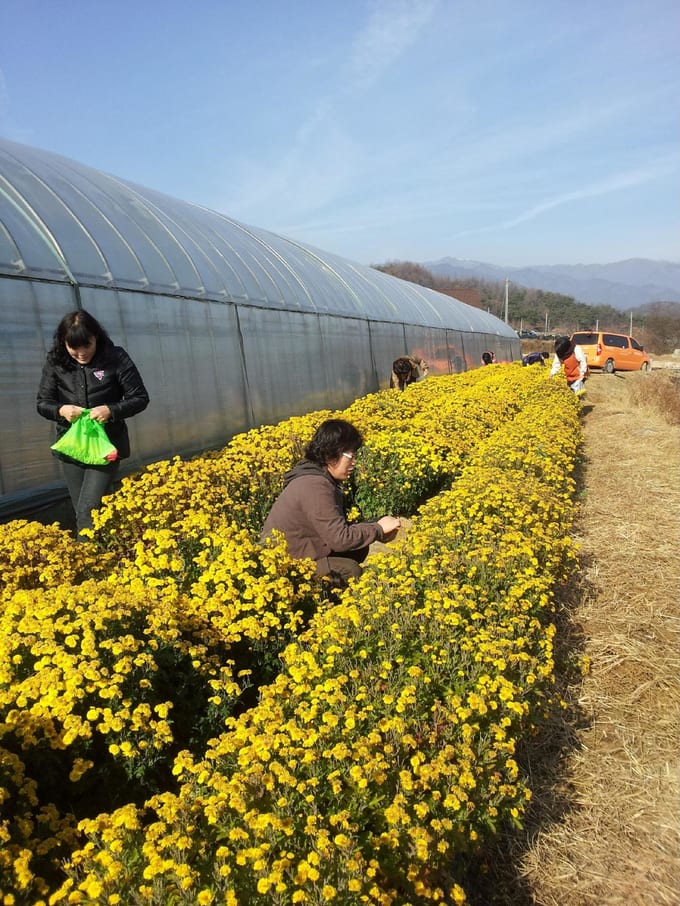 cánh đồng hoa vàng tại yeongju 