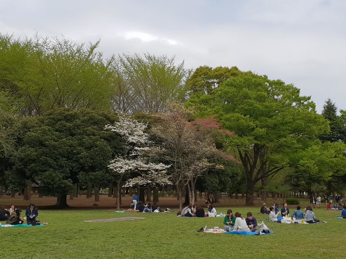 picnic tại công viên yoyogi