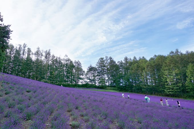 cánh đồng hoa oải hương tại hokkaido