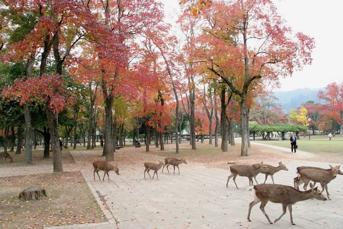 Autumn foliage in Osaka