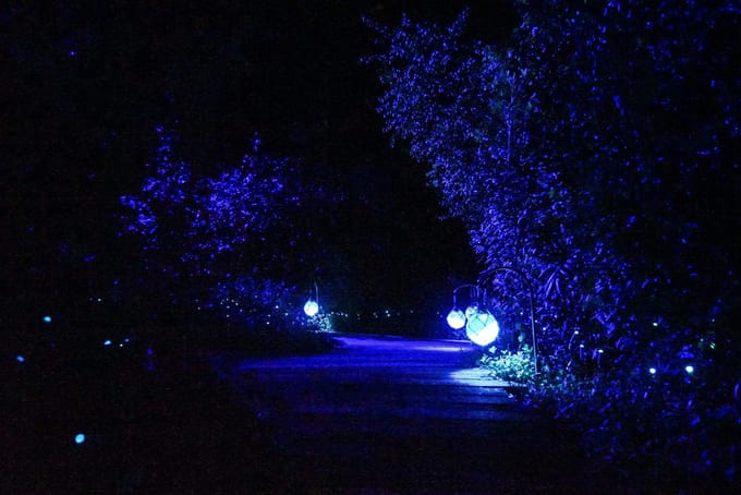 Rainforest Lumina Shimmering Islands Singapore Zoo