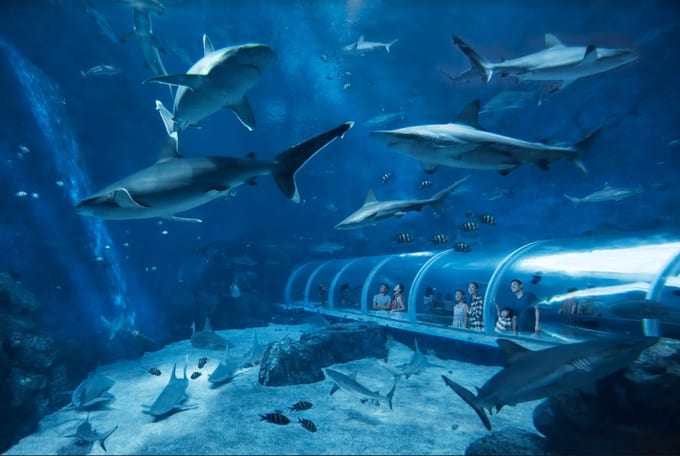 S.E.A. aquarium