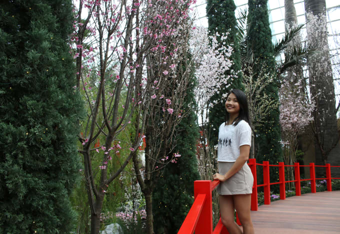 Sakura Matsuri GBTB Red Bridge