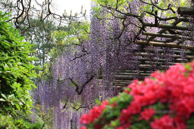 Can’t Get Enough Of The Sakura Season? Japan’s Wisteria Is Just As ...