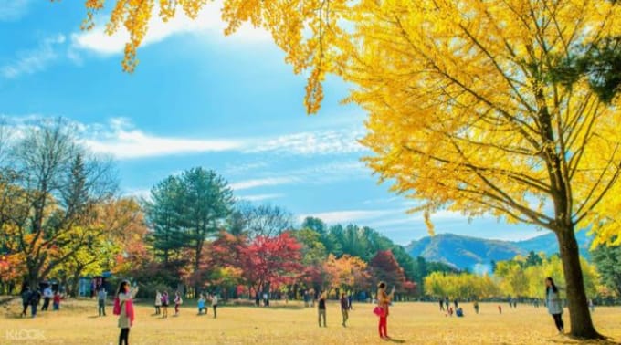 Guide to Seoul - Nami Island